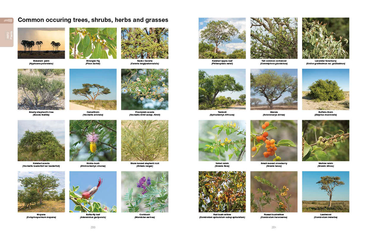 Etosha Self-Drive – Routes, Roads and Ratings - HPH Publishing South Africa