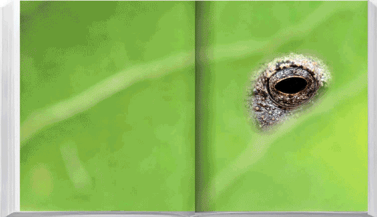 Eden - Soul of Africa