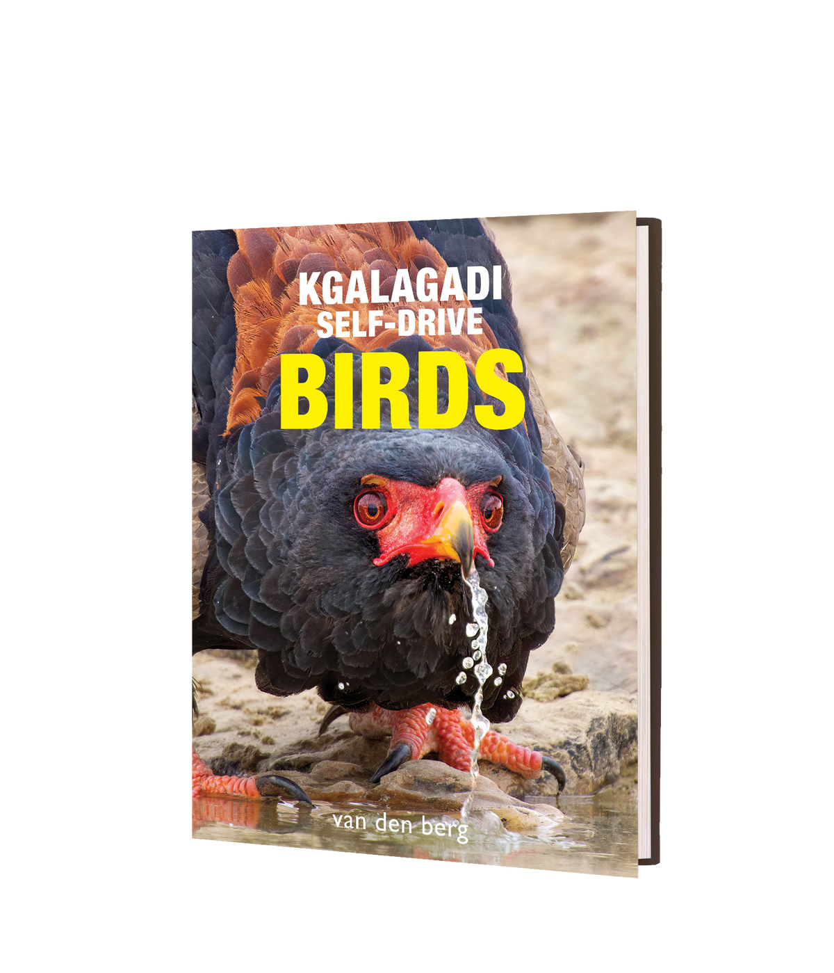 Kgalagadi Self-Drive BIRDS - HPH Publishing South Africa