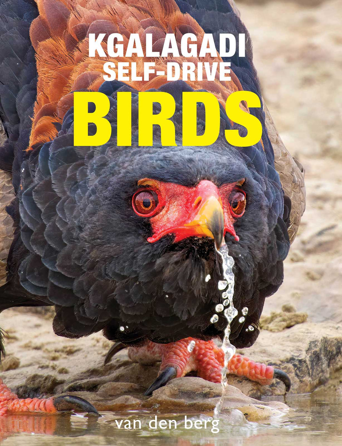 Kgalagadi Self-Drive BIRDS - HPH Publishing South Africa