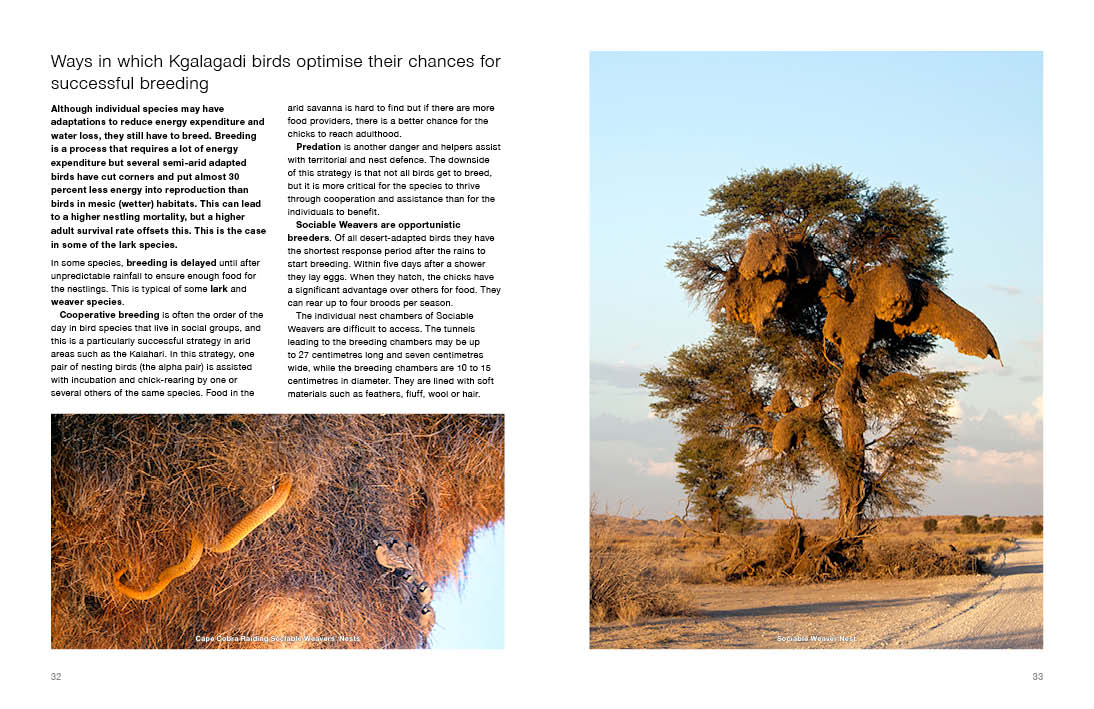 Kgalagadi Self-Drive BIRDS - HPH Publishing South Africa
