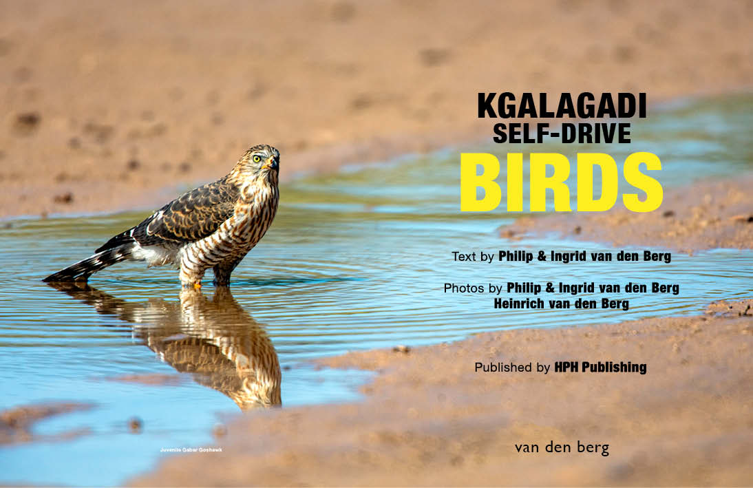 Kgalagadi Self-Drive BIRDS - HPH Publishing South Africa
