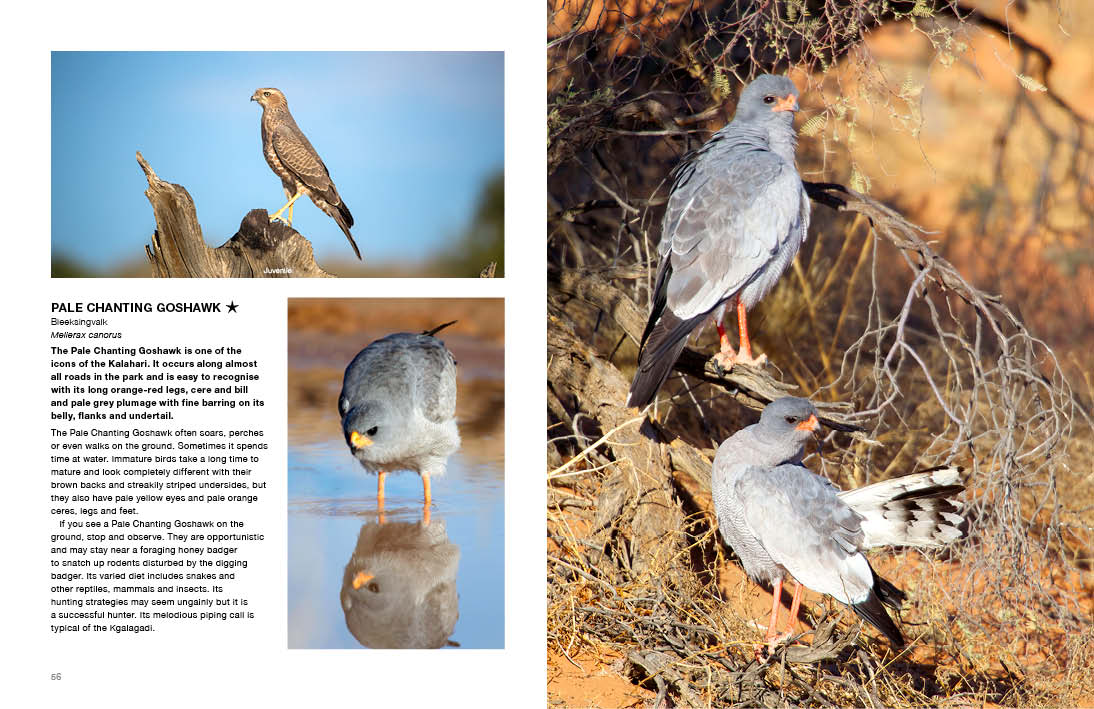Kgalagadi Self-Drive BIRDS - HPH Publishing South Africa