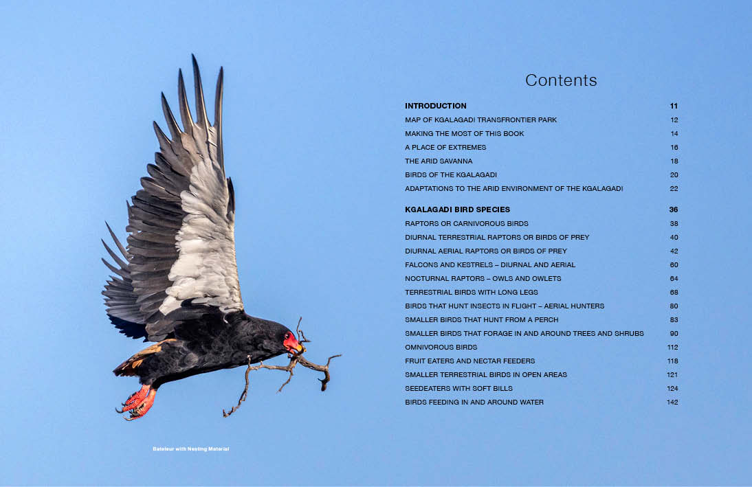 Kgalagadi Self-Drive BIRDS - HPH Publishing South Africa