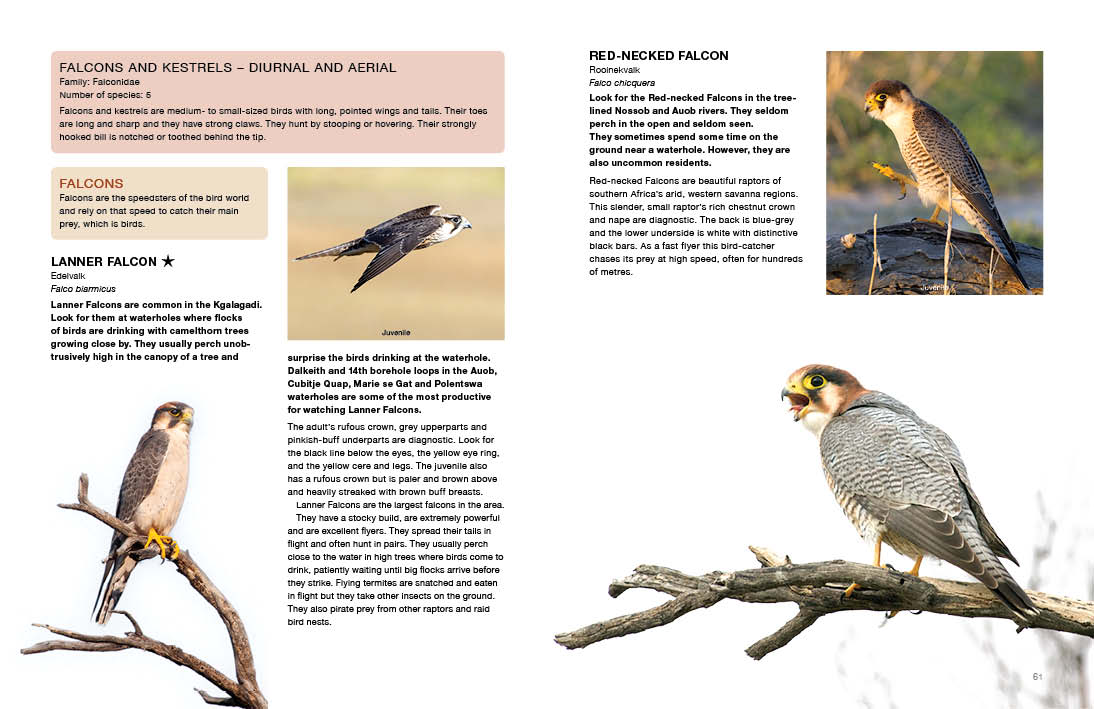 Kgalagadi Self-Drive BIRDS - HPH Publishing South Africa