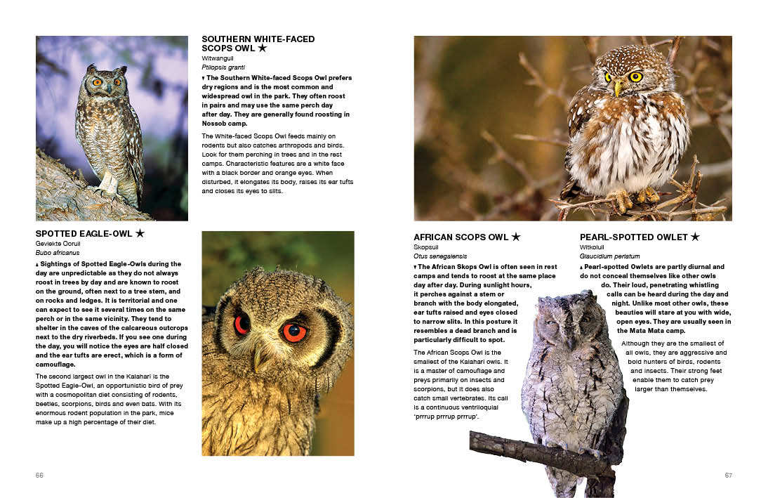 Kgalagadi Self-Drive BIRDS - HPH Publishing South Africa