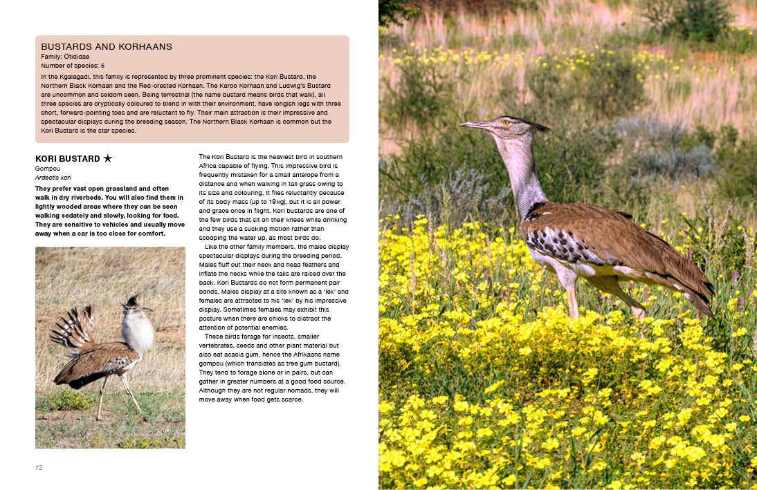 Kgalagadi Self-Drive BIRDS - HPH Publishing South Africa