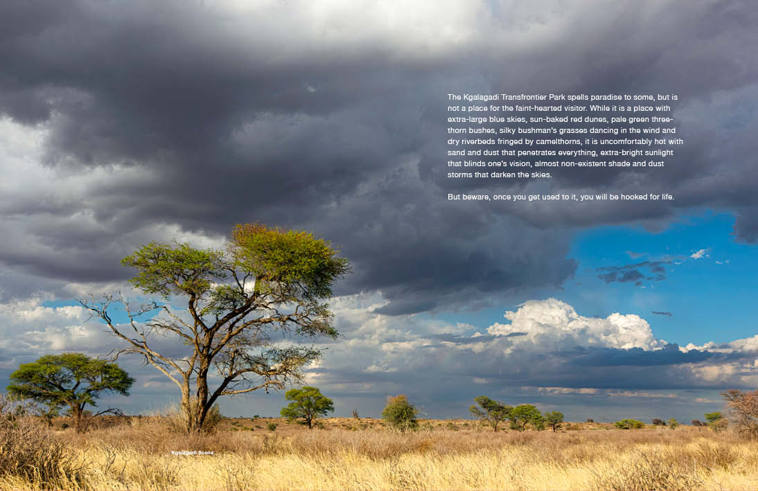 Kgalagadi Self-Drive BIRDS - HPH Publishing South Africa