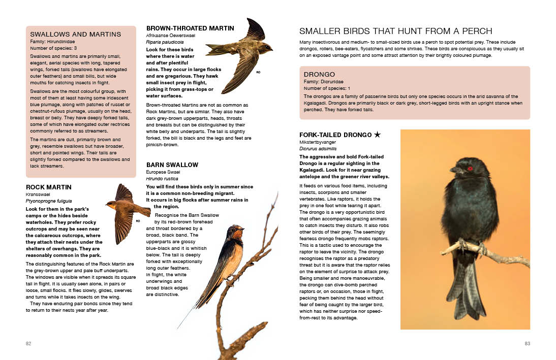 Kgalagadi Self-Drive BIRDS - HPH Publishing South Africa