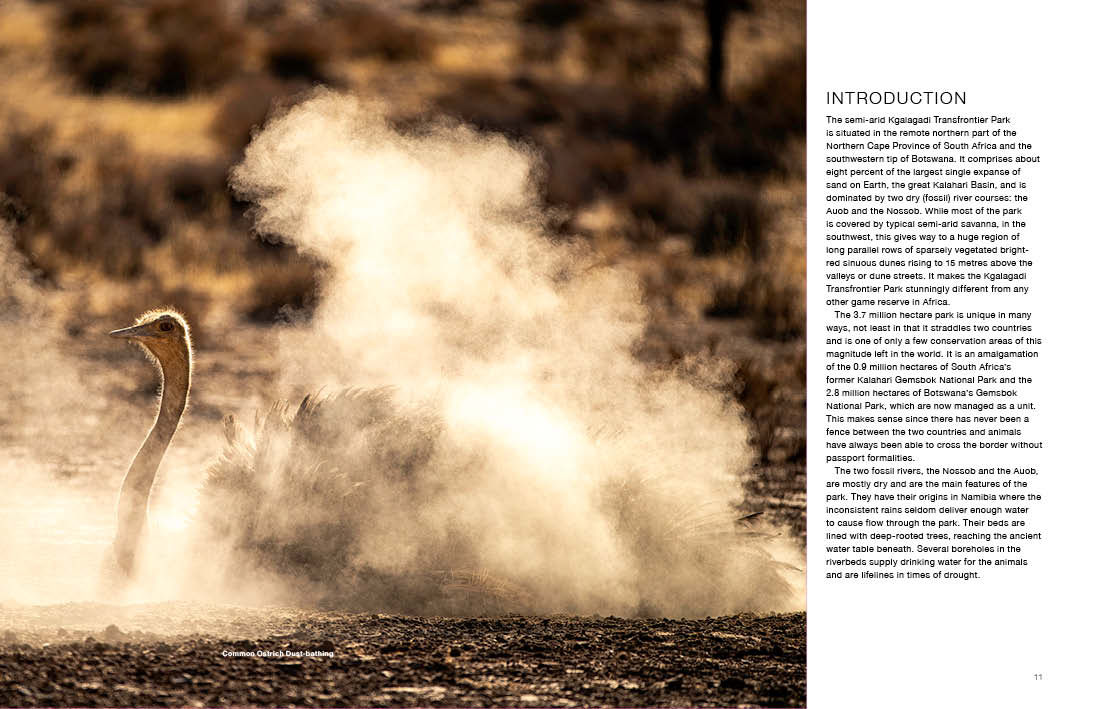 Kgalagadi Self-Drive BIRDS - HPH Publishing South Africa