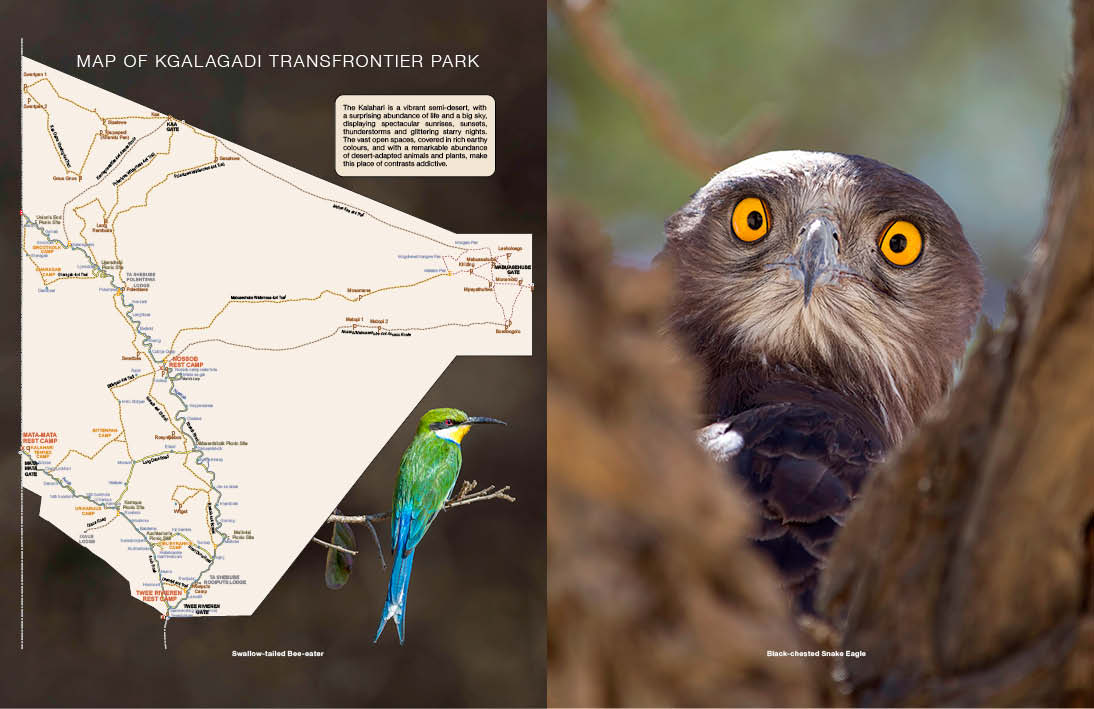 Kgalagadi Self-Drive BIRDS - HPH Publishing South Africa