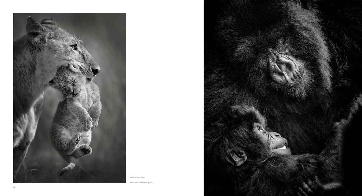 10 Years of Remembering Wildlife - HPH Publishing South Africa