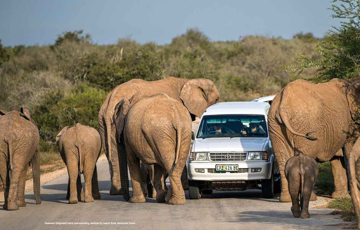 Addo Self-Drive – Routes, Roads and Ratings - HPH Publishing South Africa