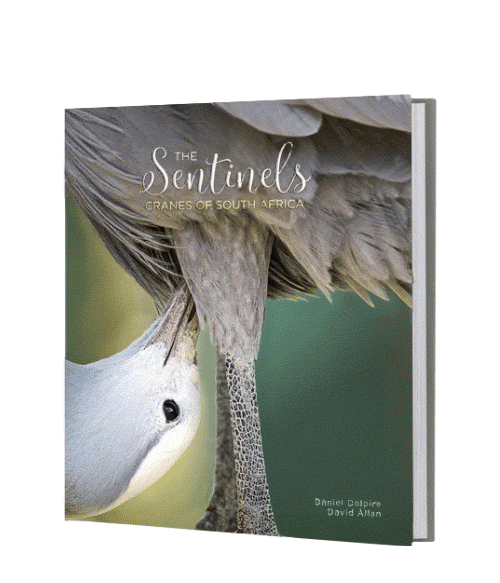 The Sentinels - Cranes of South Africa - HPH Publishing South Africa