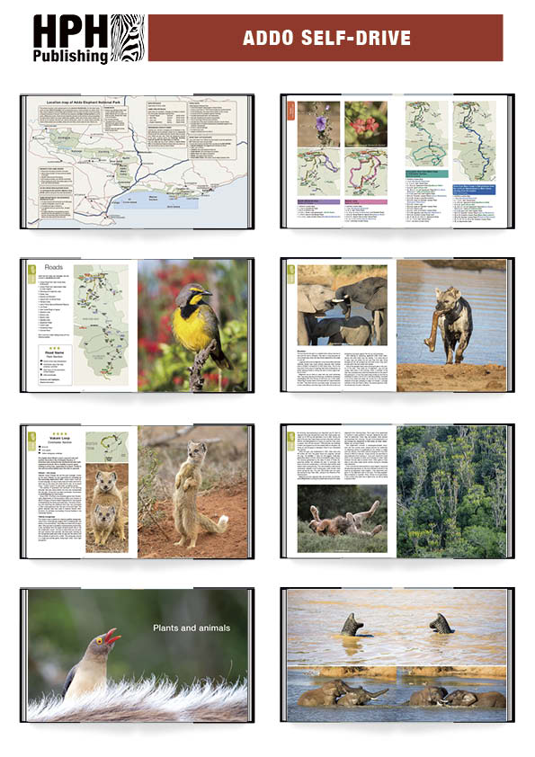 Addo Self-Drive – Routes, Roads and Ratings - HPH Publishing South Africa