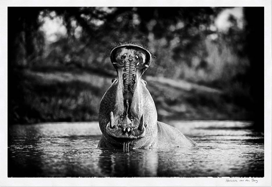 Hippo Fine Art Print - HPH Publishing South Africa