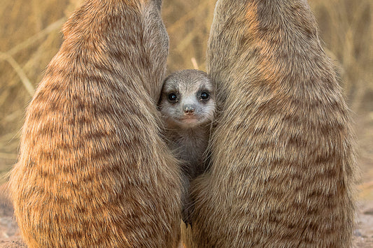 Life in a meerkat family