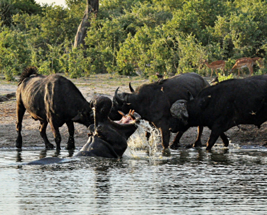 This is my waterhole!