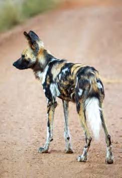 Painted Wolves