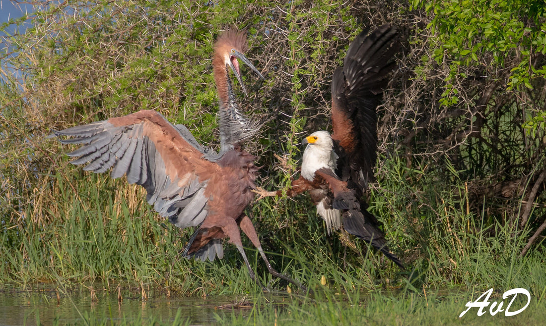 Arnold van Dyk's "A Territorial Battle"