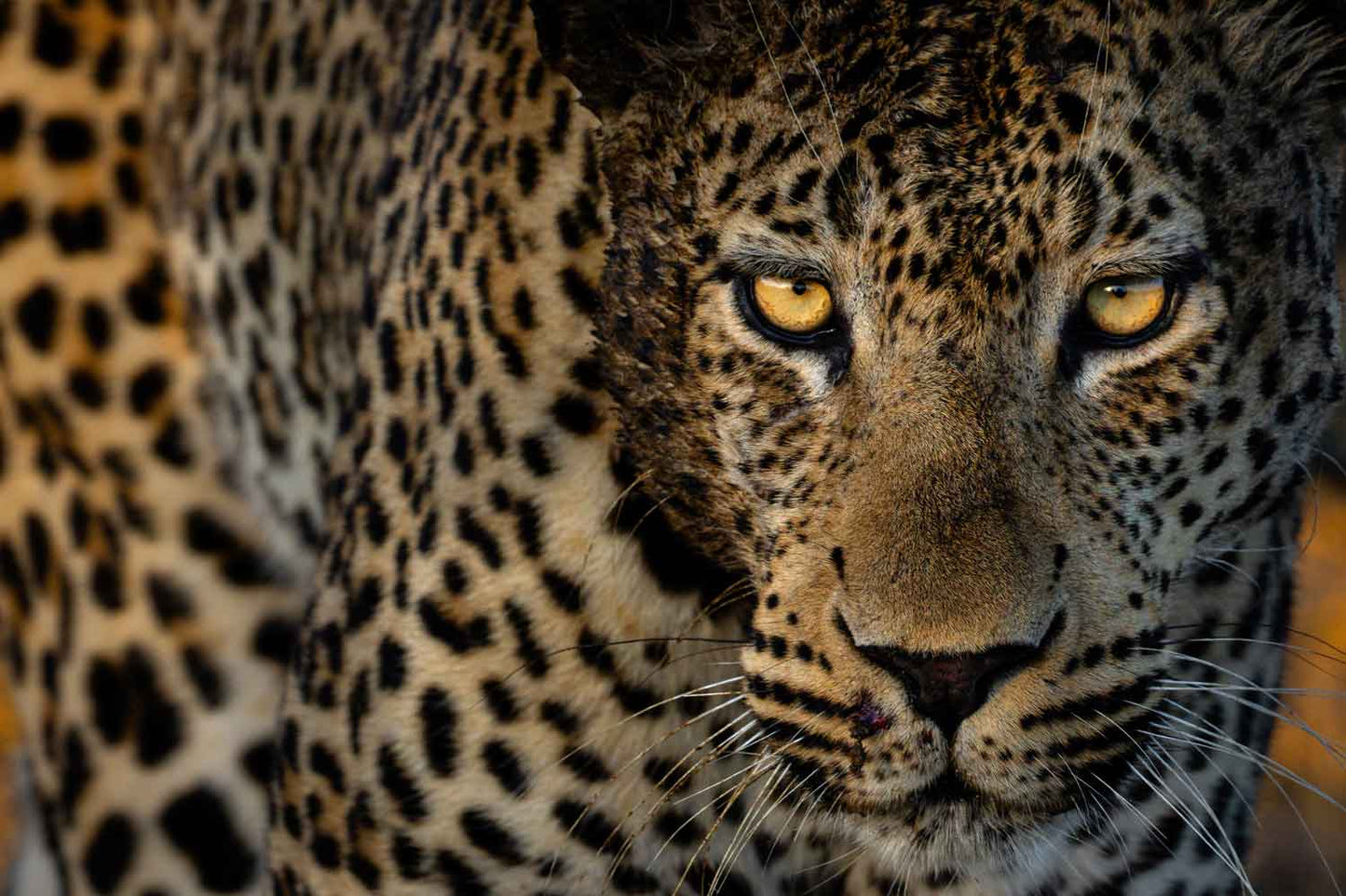 Eden - Soul of Africa