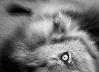 Eden - Soul of Africa