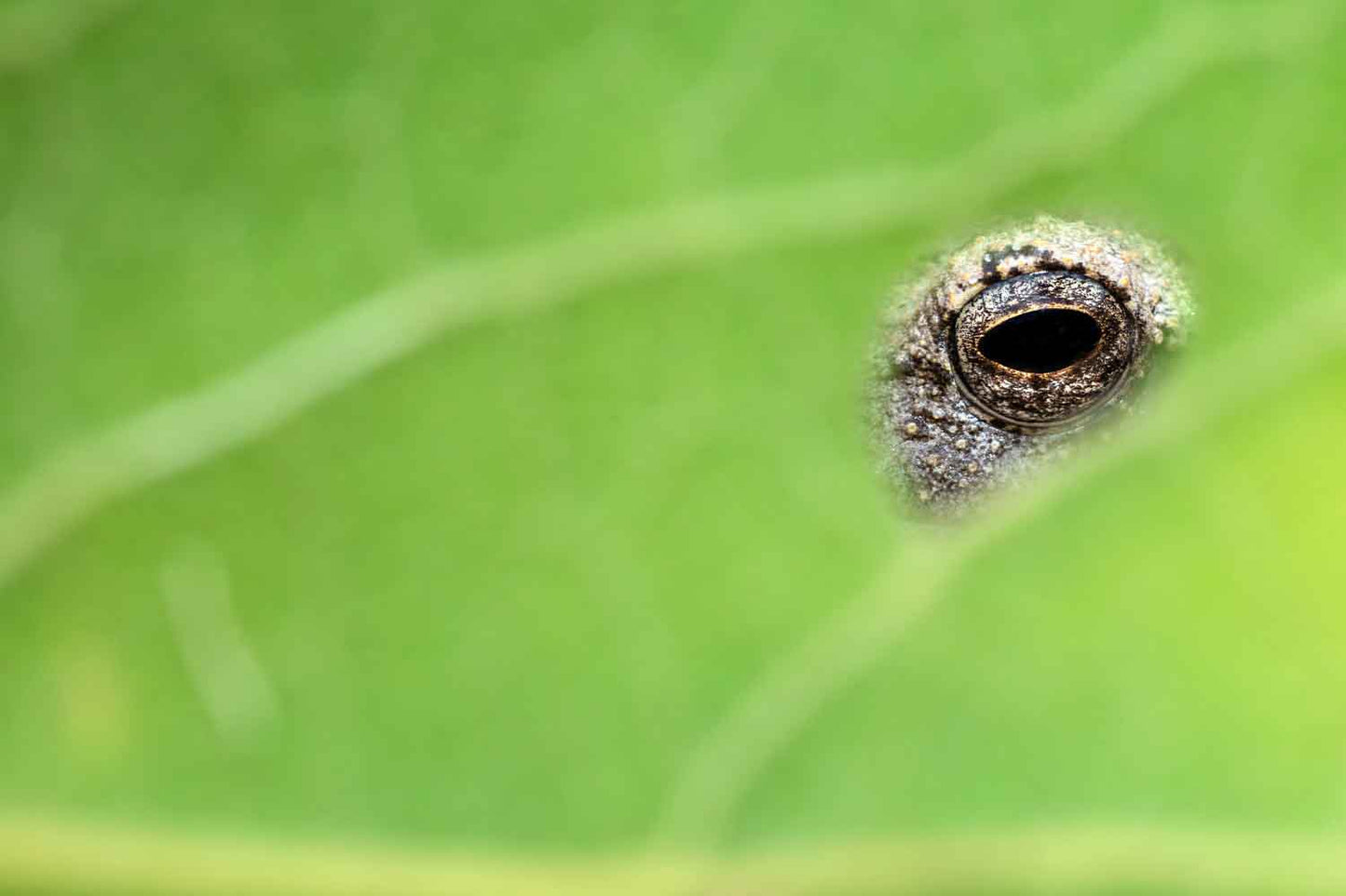 Eden - Soul of Africa