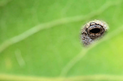 Eden - Soul of Africa