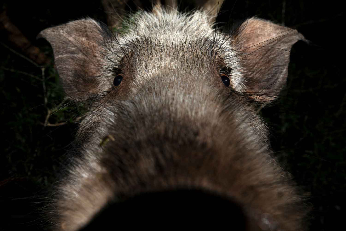 Eden - Soul of Africa