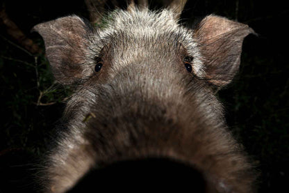 Eden - Soul of Africa