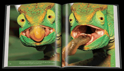 Reflection – Compact Edition - HPH Publishing South Africa