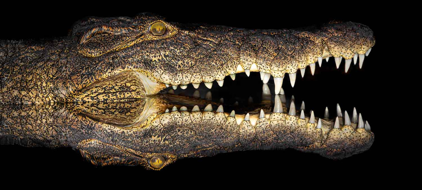 Eden - Soul of Africa