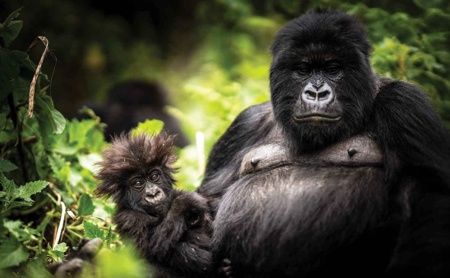 Africa’s Best Stays