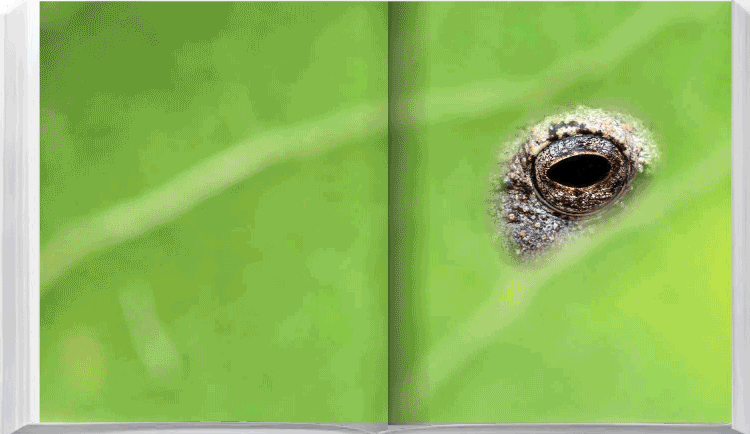 Eden - Soul of Africa