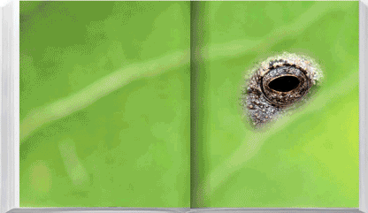 Eden - Soul of Africa