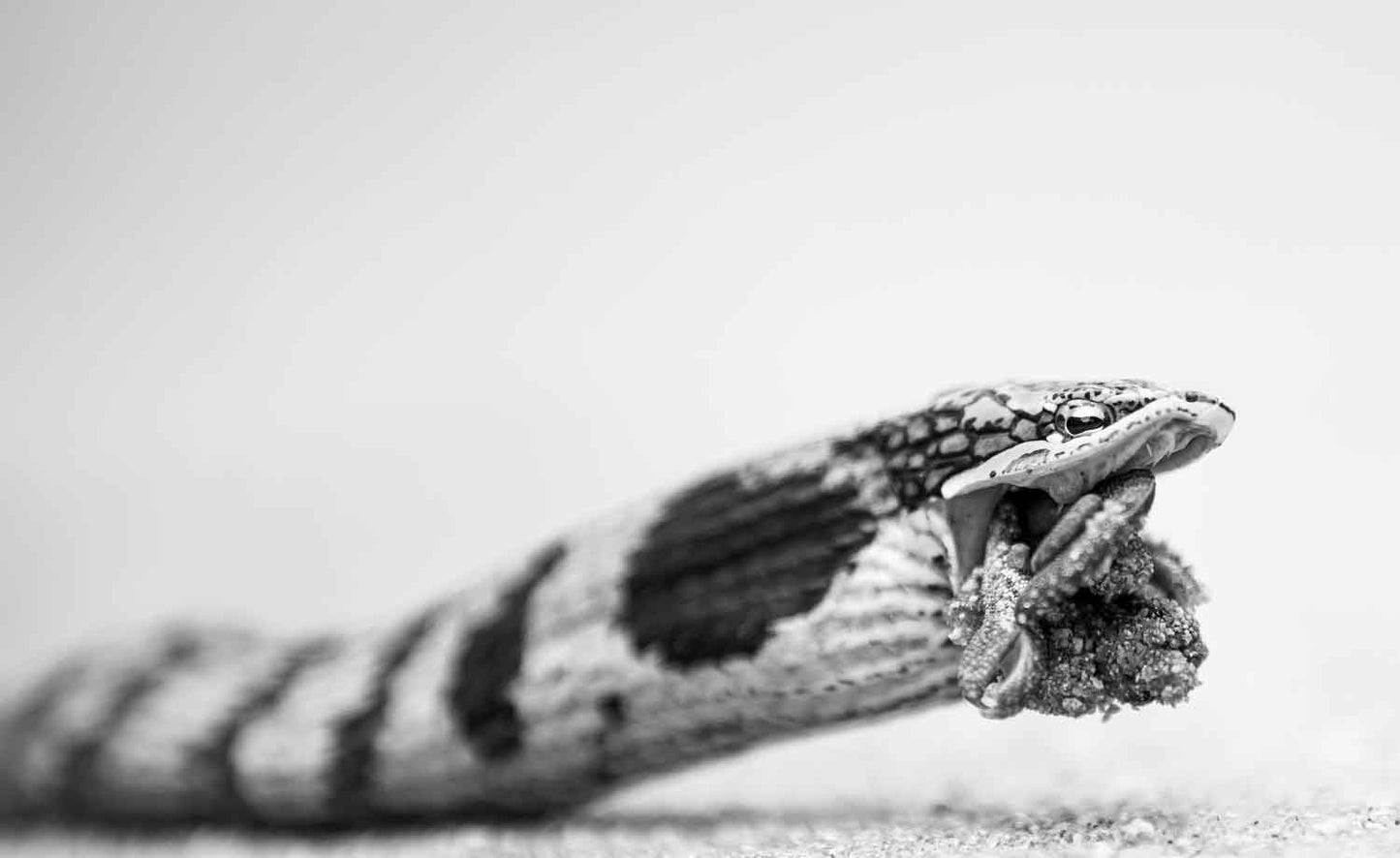 Eden - Soul of Africa