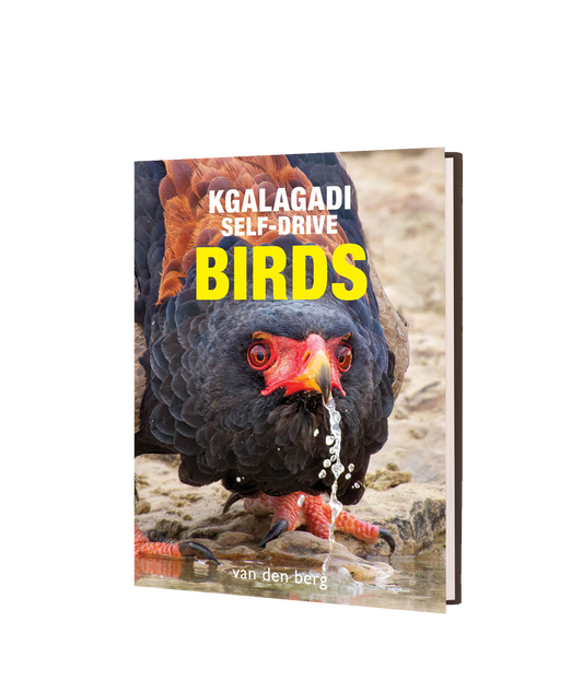 Kgalagadi Self-Drive BIRDS