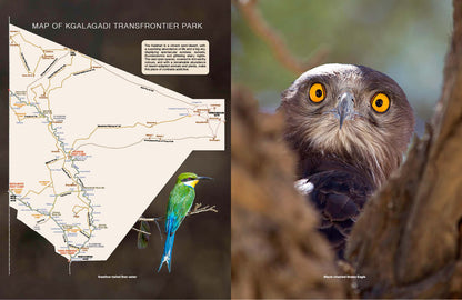 Kgalagadi Self-Drive BIRDS