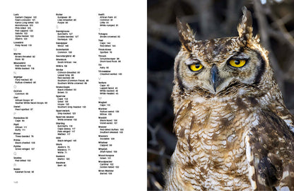 Kgalagadi Self-Drive BIRDS