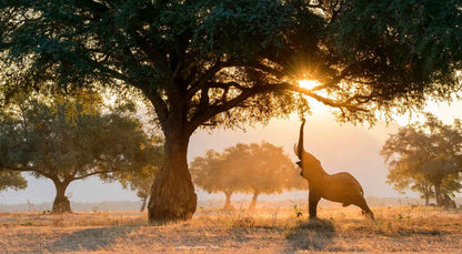 The Rift by Shem Compion