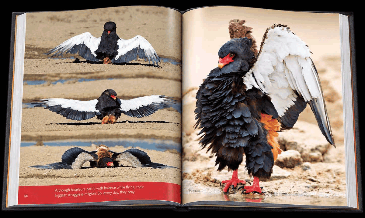 Reflection – Compact Edition - HPH Publishing South Africa
