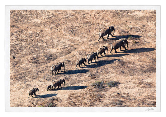 Elephant Song - HPH Publishing South Africa