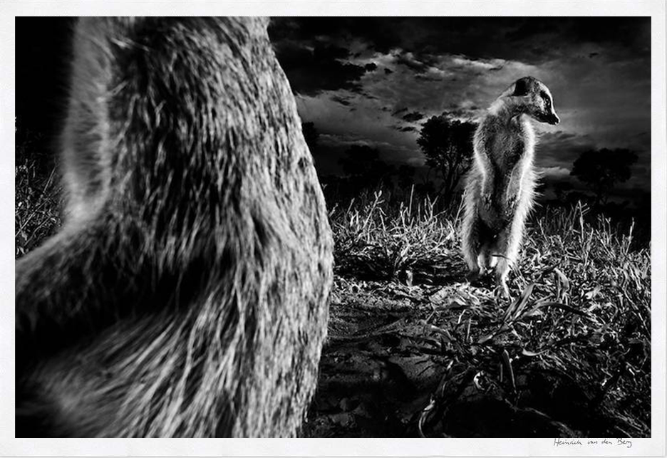 Meerkats Fine Art Print - HPH Publishing South Africa